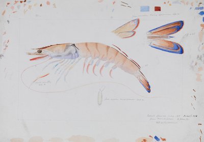 Prawn by Arthur Bartholomew